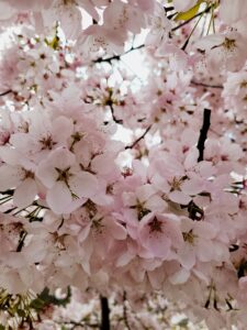 EVENTS: Swing Into Spring with the 2026 Pear Blossom Festival